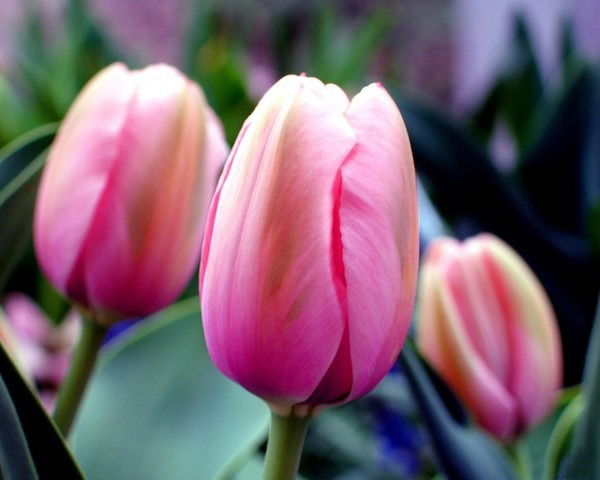 Зинегуль Сатыбаева