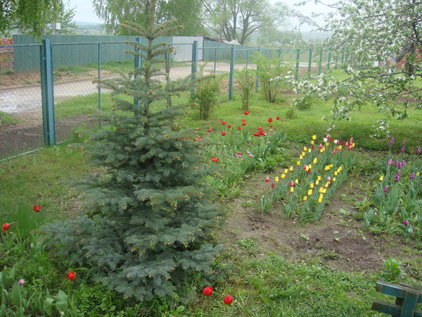 Игорь Носков