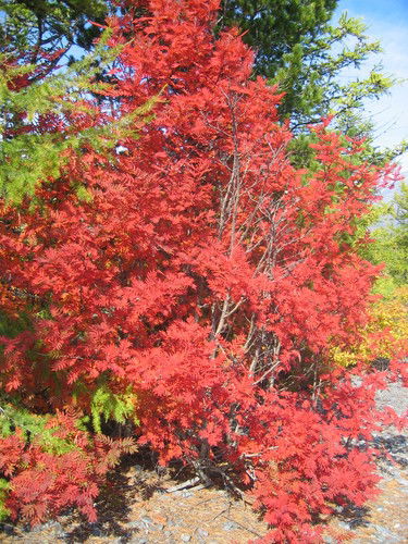 Сергей Войцешко