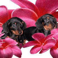 Александра Невзорова