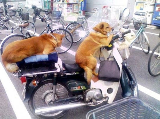 Дмитрий Зиненко