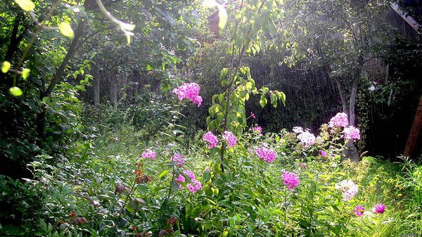 Елена Чурилкина