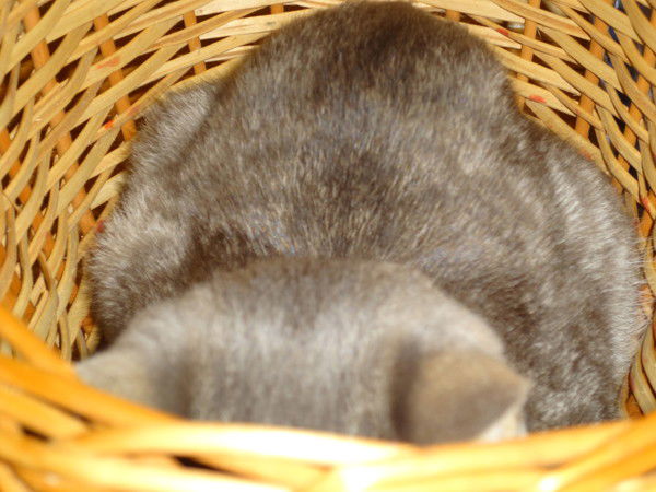 Светлана Штицберг