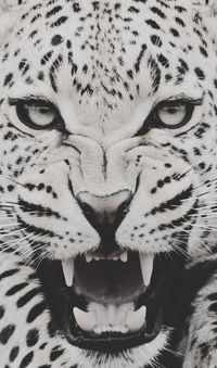 Светлана Лис