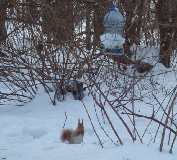 Клавдия Владимировна
