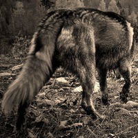 Ярослав Назим