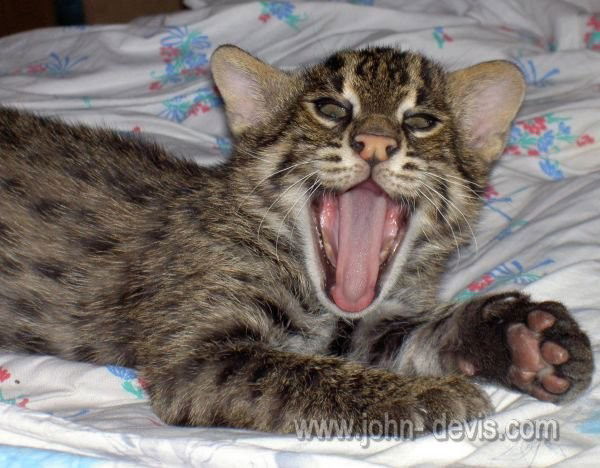 Радуга Александровна