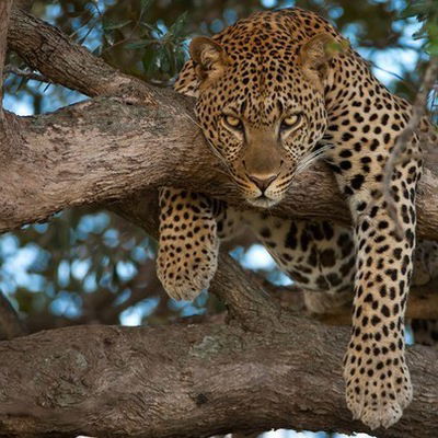 Елена Лисовицкая