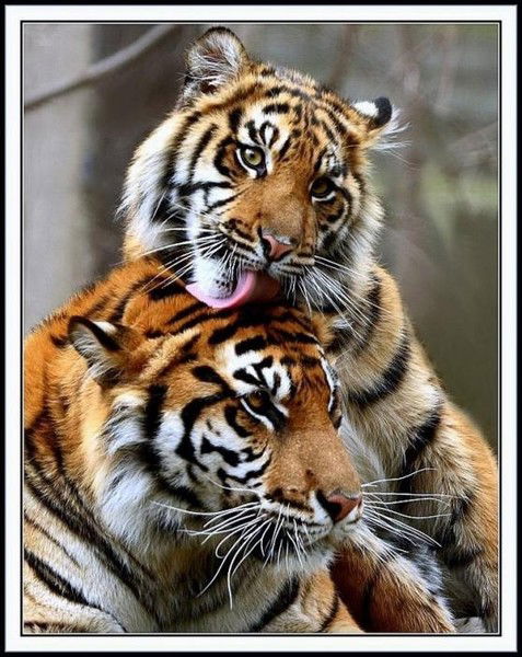 Алексей Татьяна Александровы