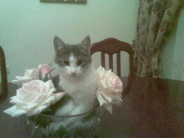 Алия Изимова