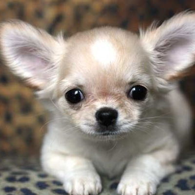 Света Герасимова