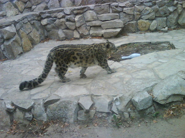 Альберт Латыпов