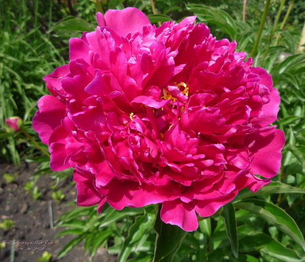 Галина Савченко