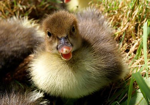 Дилбар Мирзаева