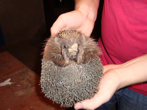 Витя Хмельницкий