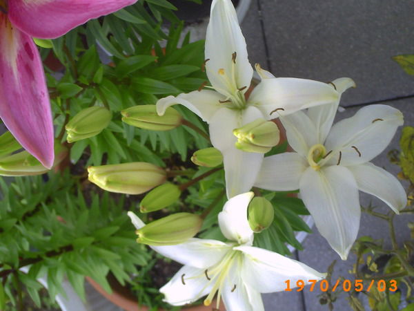 Валентина Бехтольд