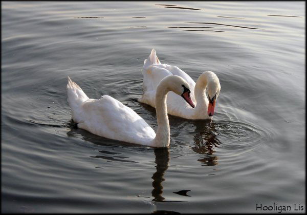 Лебедь Николай