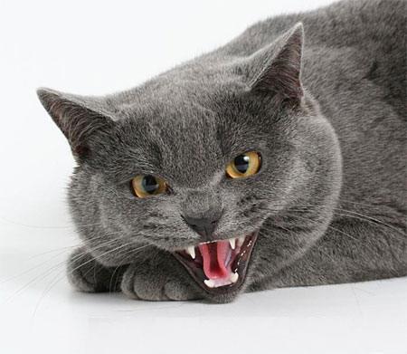 Пяткевич Денис