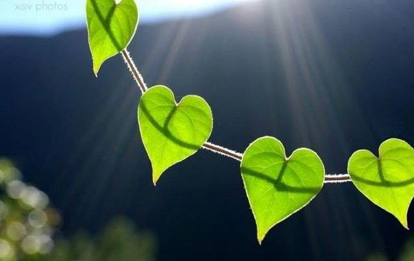 Марина Петрова