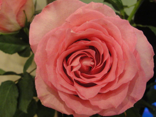 Анастасия Шелудкова