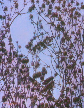 Ольга Ефимова