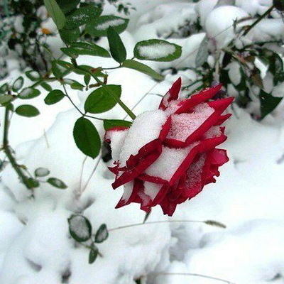 Наталья Кунаева