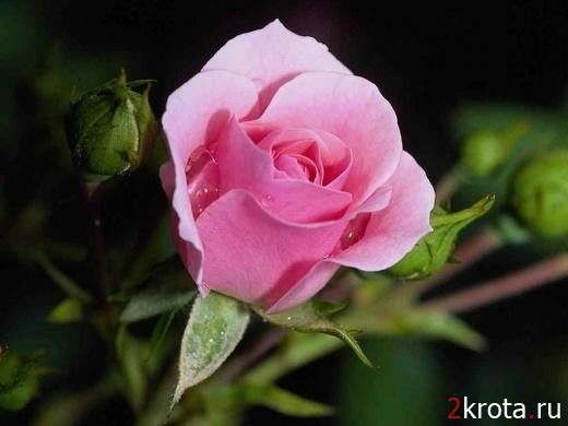 Татьяна Кукина