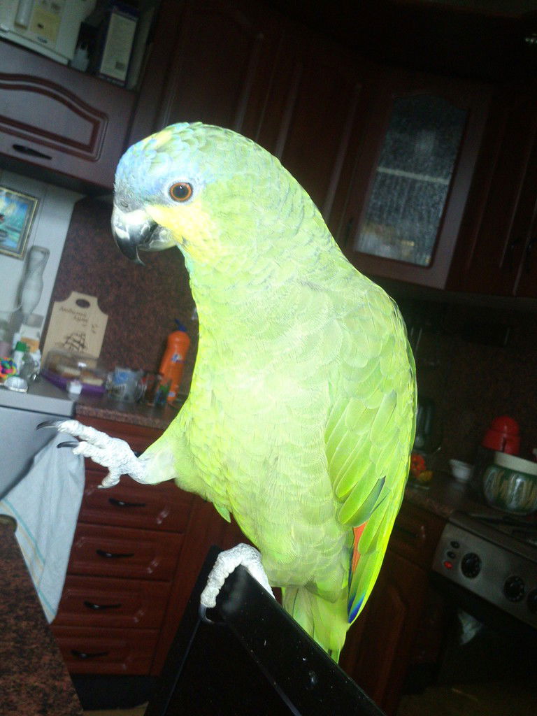 Елена Ничипурова