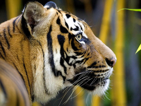 Елена Серова