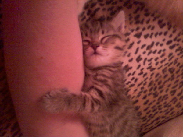 Елена Кошутина