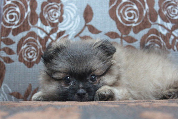 Иришка Купцова