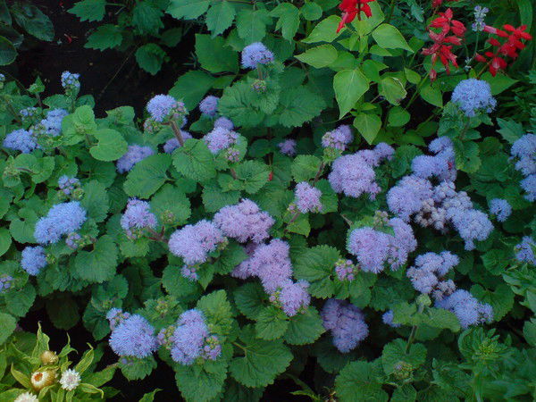 Валентина Муромская