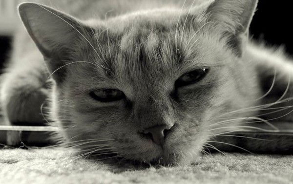 Андрей Пачганов