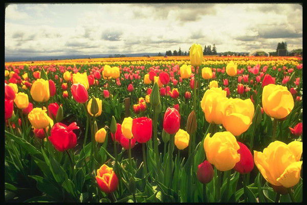 Насиба Махмутова (Абдрахманова)