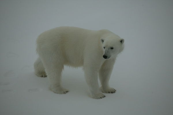 Медвежонок Медвежонок