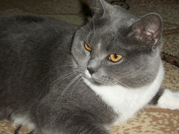 Светлана Тинтунен