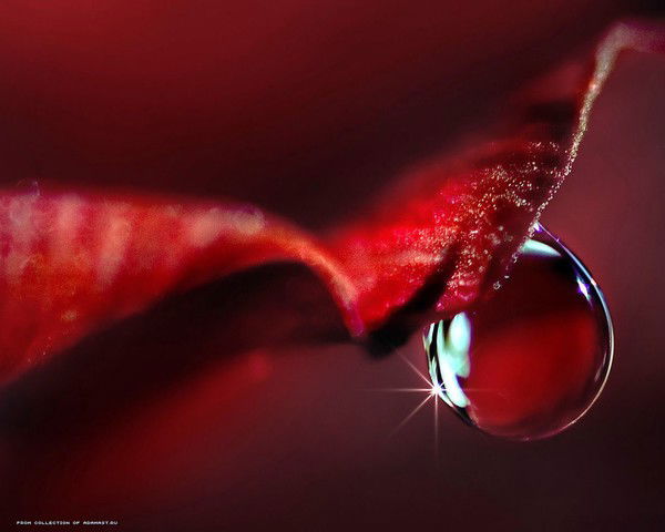 Лайма.. Лайма..