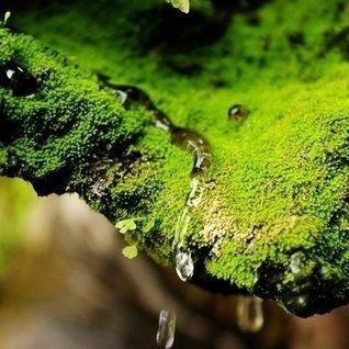 Наталия Жарко