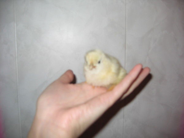 Ольга Первойкина