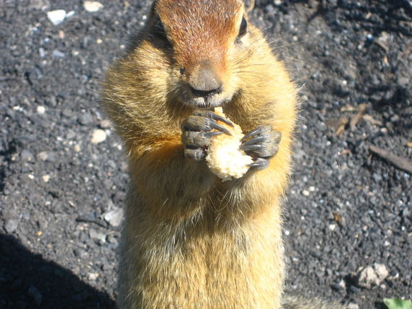 Дмитрий Иванин