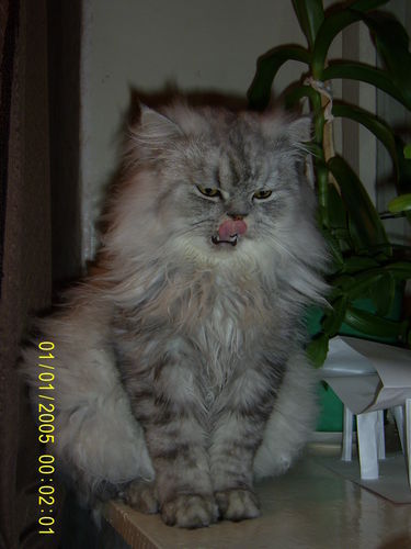 Владимир Зубков