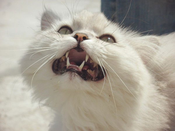 Вика Литвиненко