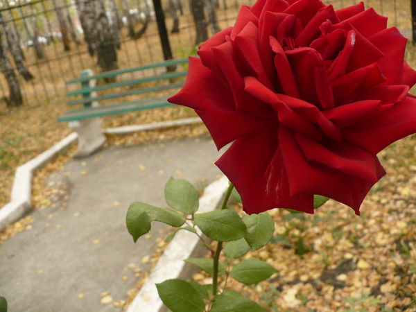 Айгуль Ганиева