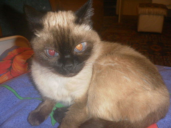 Людмила Маевская