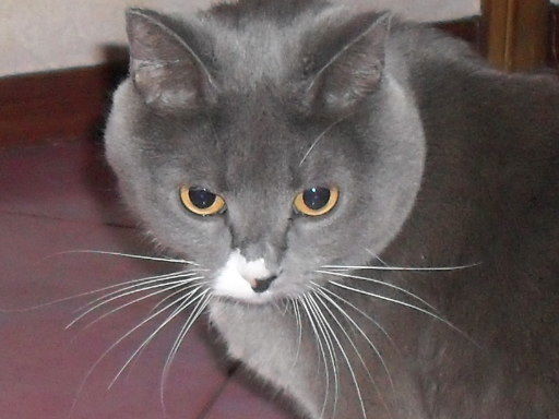 Иван Псай-Ли