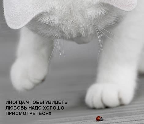 Света Метелёва