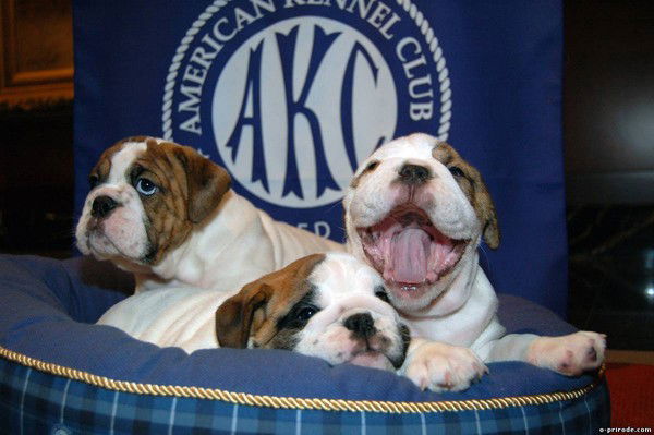 Кристина Мицук