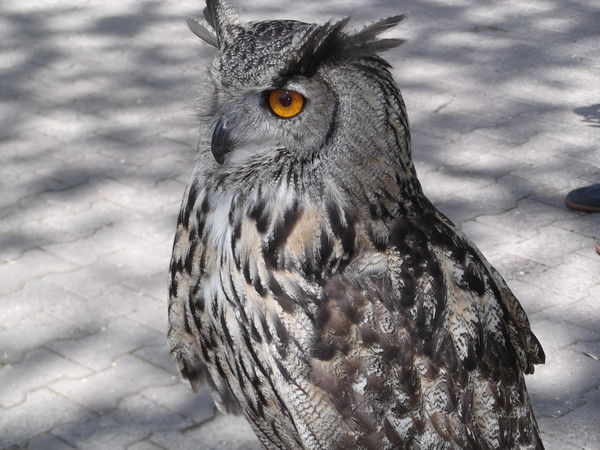 Настя Каменская