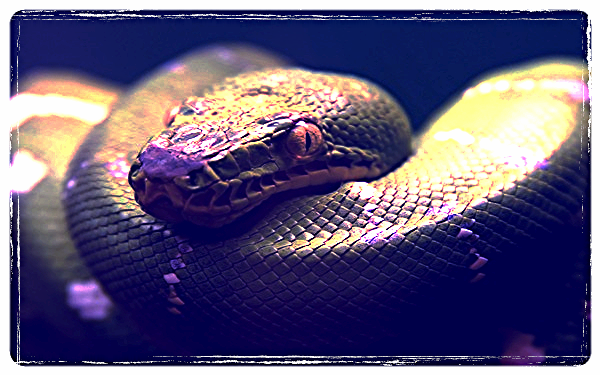 Дмитрий Казанцев