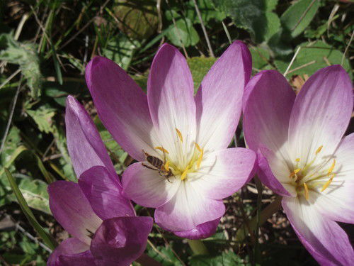 Любовь Елезова